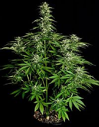 RQS Υβριδικοί Σπόροι Κάνναβης F1 - Hyperion F1