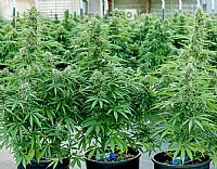 RQS Υβριδικοί Σπόροι Κάνναβης F1 - Hyperion F1