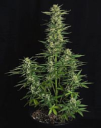 RQS Υβριδικοί Σπόροι Κάνναβης F1 - Epsilon F1