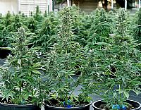 RQS Υβριδικοί Σπόροι Κάνναβης F1 - Epsilon F1