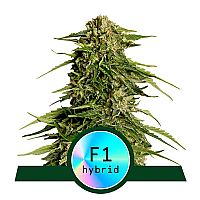 RQS Υβριδικοί Σπόροι Κάνναβης F1 - Epsilon F1