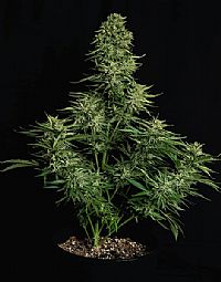 RQS Υβριδικοί Σπόροι Κάνναβης F1 - Cosmos F1