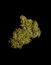 RQS Υβριδικοί Σπόροι Κάνναβης F1 - Cosmos F1