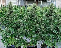 RQS Υβριδικοί Σπόροι Κάνναβης F1 - Cosmos F1