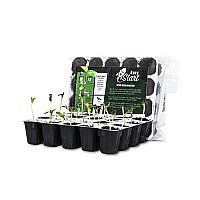 RQS Starter Kit Autoflowering