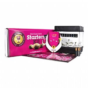 RQS Starter Kit Feminized