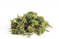 CANNADORRA Premium Τσάι κάνναβης - 30gr