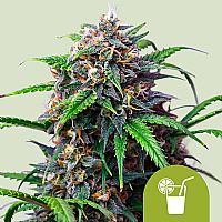 RQS Purple Lemonade Automatic