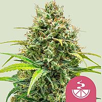 RQS Lemon Skunk