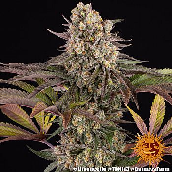 Barneys Farm - Limoncello 