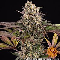 Barneys Farm - Limoncello 