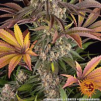 Barneys Farm - Limoncello 