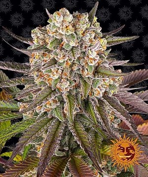 Barneys Farm - Limoncello 