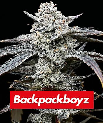 Barneys Farm - Lemon Cherry Gelato