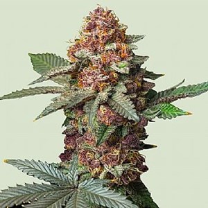 RQS Isla Mirage (Pack 1 /Pack 2) RQS Isla Mirage (Pack 1 /Pack 2)