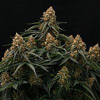 RQS Υβριδικοί Σπόροι Κάνναβης F1 - Gaia F1