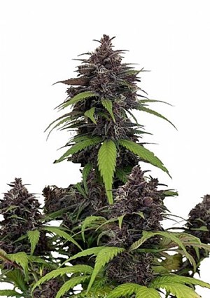 FastBuds - Purple Haze Auto