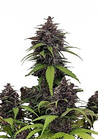 FastBuds - Purple Haze Auto