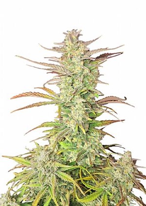 FastBuds - Z-Up Auto
