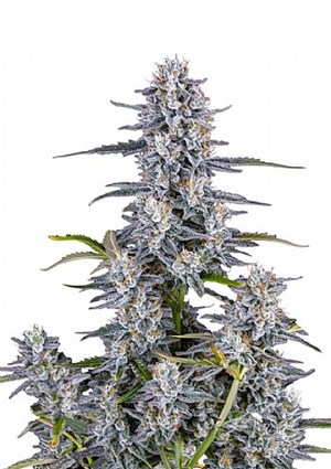 FastBuds - Super Boof Auto