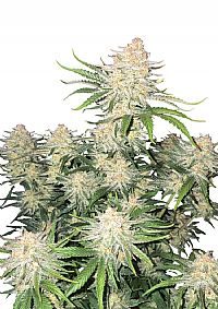 FastBuds - Frostbanger Auto