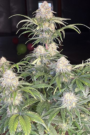 FastBuds - Orange President Auto