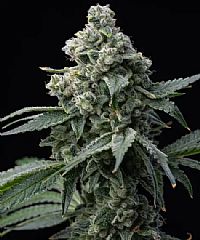 Barneys Farm - Bruce Banner
