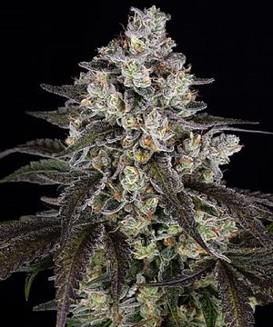 Barneys Farm - Trainwreck 