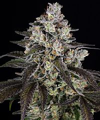 Barneys Farm - Trainwreck 