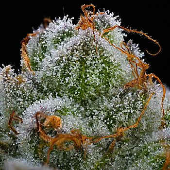 Barneys Farm - Blue Dream