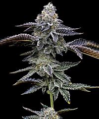 Barneys Farm - Blue Dream