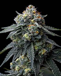 Barneys Farm - Jealousy 