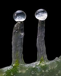 Barneys Farm - Jealousy 