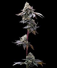 Barneys Farm - GMO Cookies