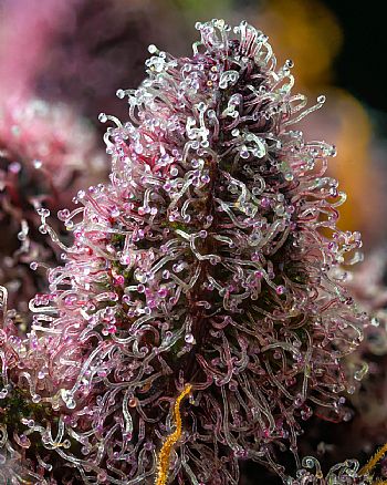 Barneys Farm - Cherry Poppers