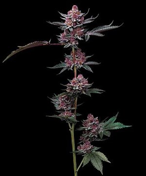 Barneys Farm - Cherry Poppers