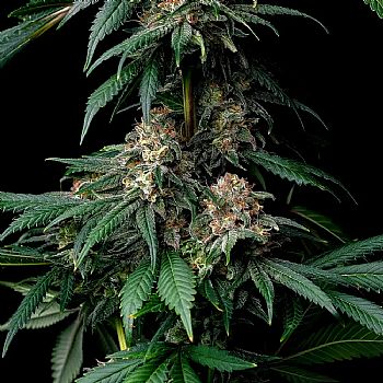 Barneys Farm - Mendo Breath