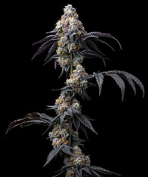 Barneys Farm - Rainbow Sherbet