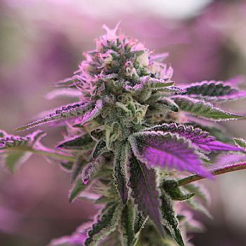 Barneys Farm - RS11 X Banana OG