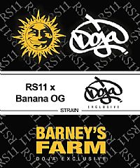 Barneys Farm - RS11 X Banana OG