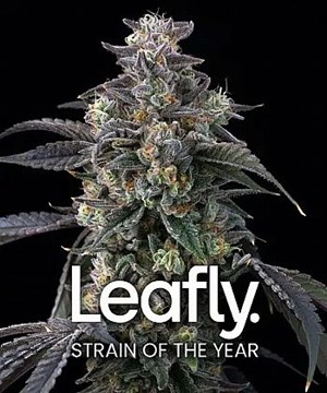 Barneys Farm - Super Boof 