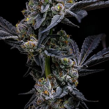 Barneys Farm - Garlic Cookies