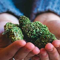 SUPER LEMON HAZE 14,8% CBD FLOWERS 2GR / 5GR - CBWEED 