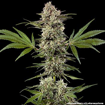 Barneys Farm - Banana Runtz 
