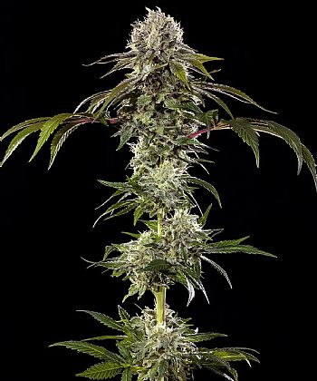 Barneys Farm - Durban Poison 