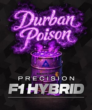 Barneys Farm - Durban Poison Barneys Farm - Durban Poison