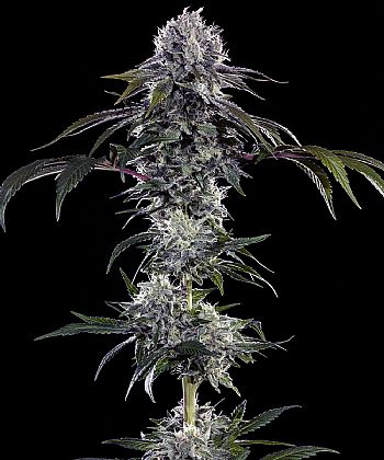 Barneys Farm - Durban Z
