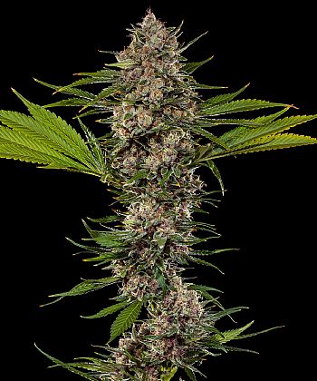 Barneys Farm -MAC 1