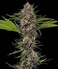 Barneys Farm -MAC 1