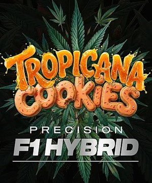 Barneys Farm -Tropicana Cookies Auto